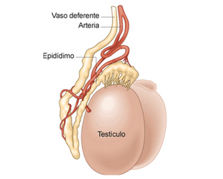 testiculos